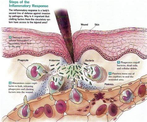 Lymph And Immune System Anatomy And Physiology Ii