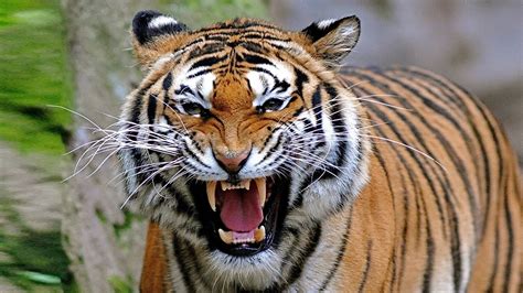 Tigre Rugindo Ouça O Som Dos Tigres O Maior Felino Do Mundo Youtube