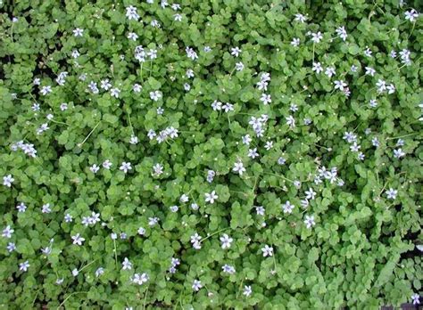 Department of blue star creeper is a good choice for planting above bulbs or under deciduous trees. Blue Star Creeper Laurentia fluviatilis from Classic ...