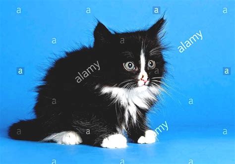 Norwegian Forest Cat Black And White Norwegian Forest Cat