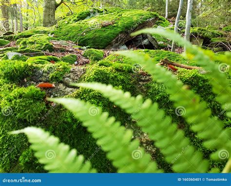 Moss Covered Stones In The Forest Stock Image Image Of Gratzen Ferns