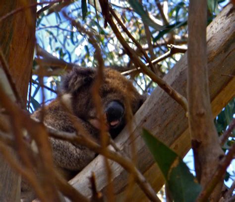 46 Hanson Bay Wildlife Sanctuary Kangaroo Island Koala Flickr
