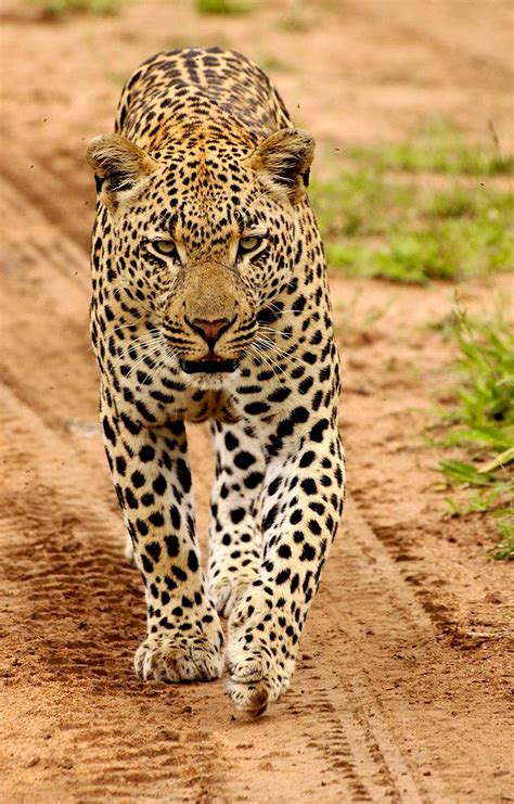 The list does not contain cat hybrids, such as the liger. Experience A Big Cat Safari In South Africa | Art Of Safari