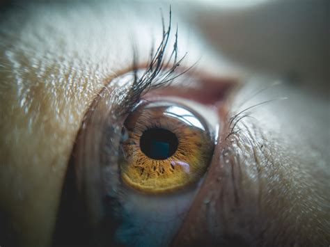 Close Up Photography Eye
