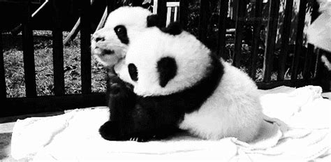 Tumblrm749p3uisw1rn3ffno1500 500×245 Panda Hug Panda Bebe