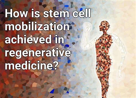 How Is Stem Cell Mobilization Achieved In Regenerative Medicine Lifeextensiongovcapital