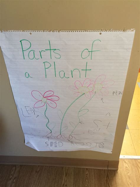 Parts Of A Plant Anchor Chart Plants