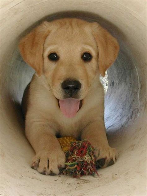 Cant Wait For Our Yellow Lab Puppy Puppies Cute Animals Baby Animals