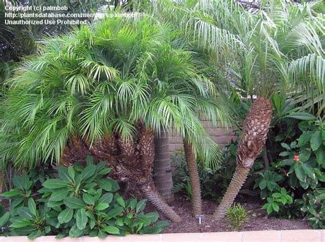 Check spelling or type a new query. Pygmy Date Palm | Tropical Landscaping | Pinterest