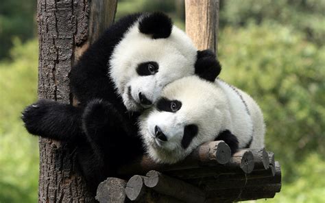 Free Download Animal Wallpaper Of Two Panda Bears In A