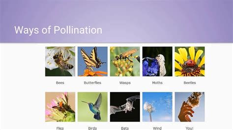 How To Grow Your Own Pollinator Garden Youtube