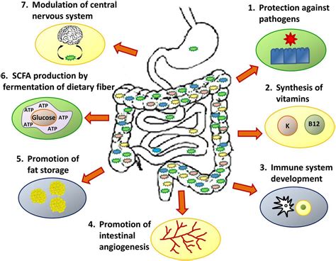 What Is The Gut Microbiome