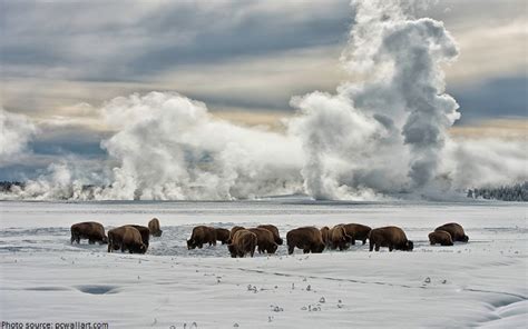 Interesting Facts About Yellowstone National Park Just Fun Facts