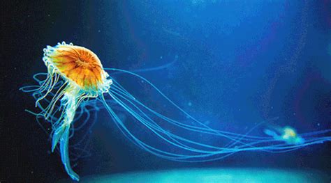 Check spelling or type a new query. trippy jellyfish | Tumblr