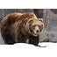 Grizzly Bear Basic Facts And New Pictures  The Wildlife