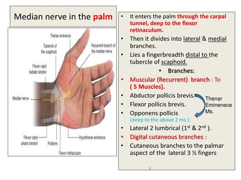 Ppt Median And Ulnar Nerves Powerpoint Presentation Free Download Id