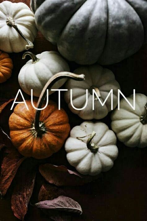 Autumn Pumpkin Fall Wallpaper Background Iphone