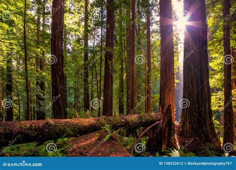 Redwood Forest Landscape In Beautiful Northern California Stock Photo