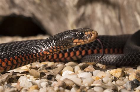 Snakes there are more than 3,000 species of snakes on the planet and they're found everywhere except in antarctica, iceland, ireland, greenland, and new zealand. Venomous Snake Caught after Slithering near Kids and Pets ...