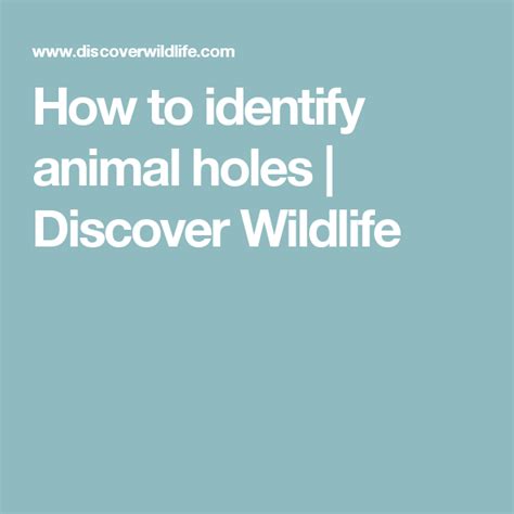 How To Identify Animal Holes Discover Wildlife Animals British
