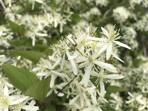 Paniculata Clematis Vigorous Growing Perennial Vine With Clusters Of