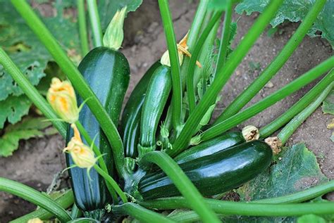 How To Grow Zucchini From Seed To Harvest Homestead Acres