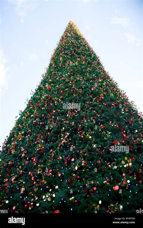 Tall Outdoor Christmas Tree Stock Photo Alamy