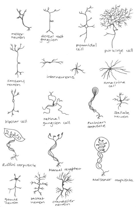 Maybe you would like to learn more about one of these? Neurons, Tattoos and body art and Motor neuron on Pinterest