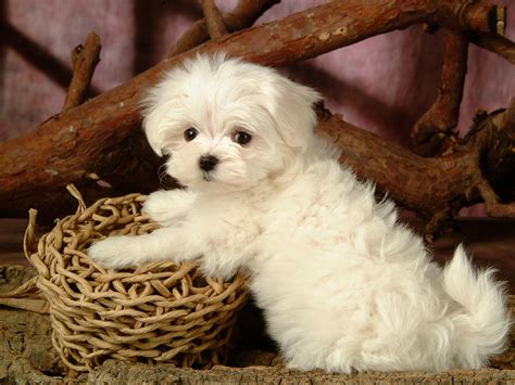 Maybe you would like to learn more about one of these? Cute Little Maltese Dog Laptop Backgrounds wallpaper ...