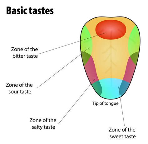 Find Out The Position Of Taste Buds That Detect Different Tastes Of