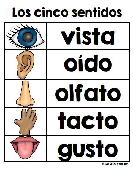 Bilingual Five Senses Cinco Sentidos Bilingue Hojas De Practica