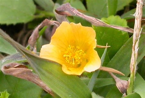Search for text in url. 野生植物~恆春金午時花(五張圖)＠我的空中花園(1)｜PChome 個人新聞台
