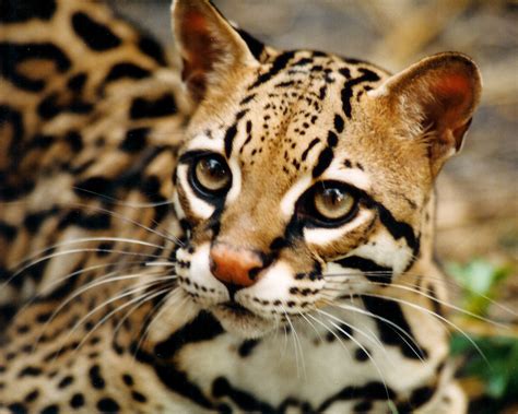 Small Wild Cat Breeds Cats Types