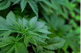 Medical Marijuana News Colorado Pictures