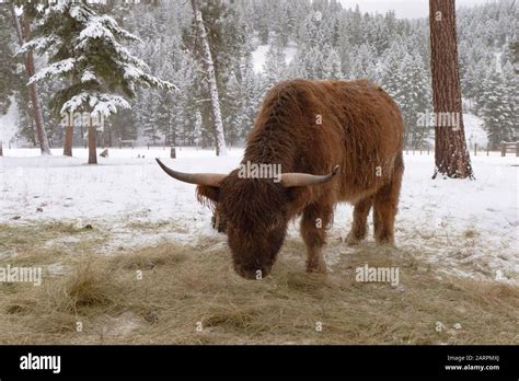 Scottish Highland Cattle On A Snow Covered A Farm Pasture At Rock Creek