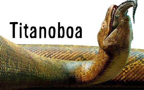 Zeitraum paläozän 60 bis 58 mio. Facts about the… Titanoboa! | Dane Bank Primary School