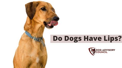 Do Dogs Have Lips Types Of Dog Lips Dog Advisory Council