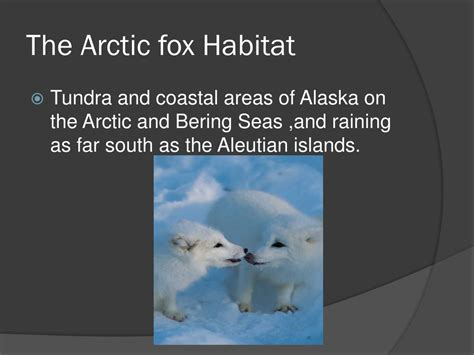 Ppt The Arctic Fox Powerpoint Presentation Free Download Id3596728