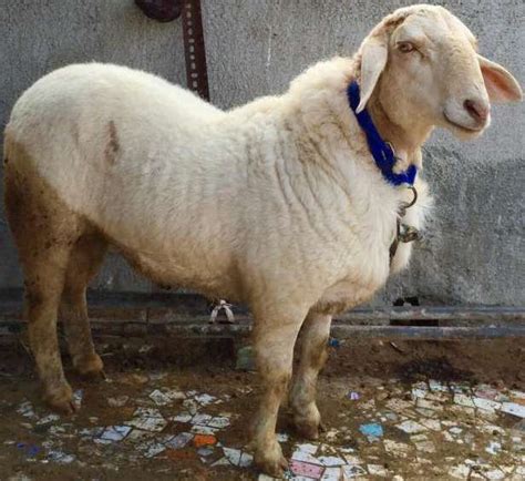 Bannur Sheep Breed Profile Information Agri Farming