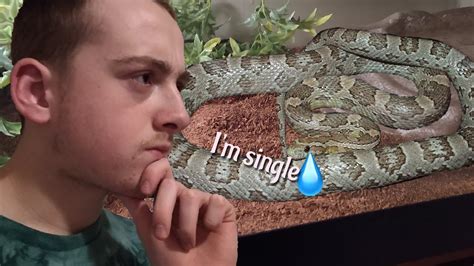 IS MY SNAKE ARIEL LONELY JIMMY MENDHAM YouTube