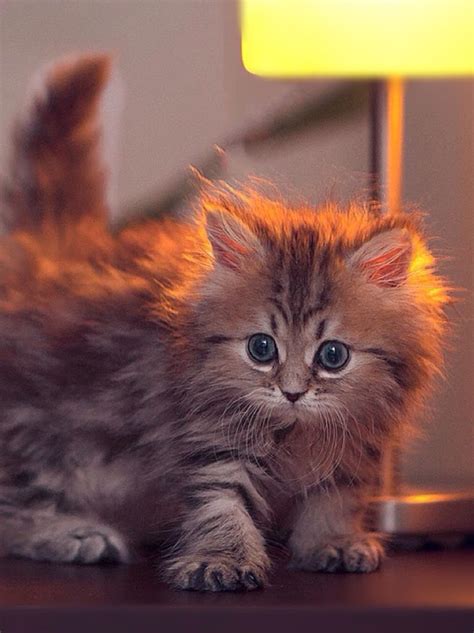 Most Fluffy Cat Ever Милые котики Котята Очаровательные котята