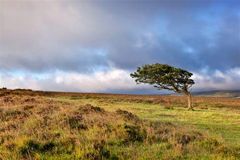 Windswept Tree On The Moors In Exmoor National Park