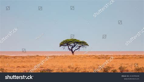 Typical African Lone Acacia Tree Blue Stock Photo 2134795439 Shutterstock