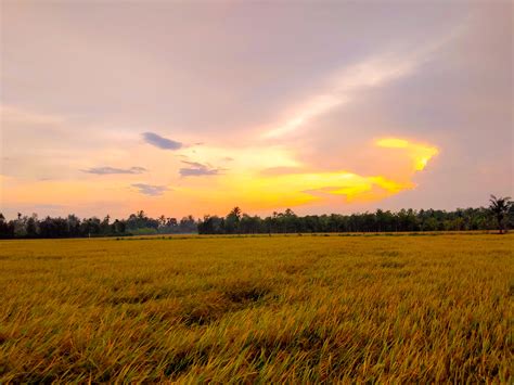 Vùng đất Thơ Mộng Hình ảnh Cánh đồng Lúa đẹp Nhất Và Những Bức ảnh đẹp Nhất