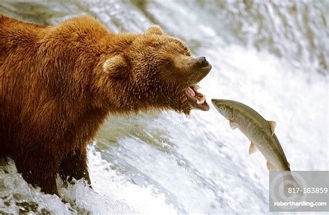 Grizzly Bear Catching Salmon Ursus Stock Photo