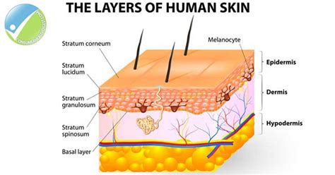 Beyond Skin Deep Understanding The Layers Of The Skin