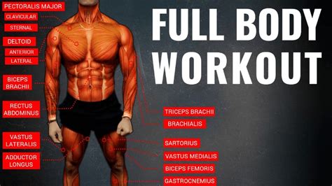 Full Body Workout Routine And Total Body Training Concepts Explained