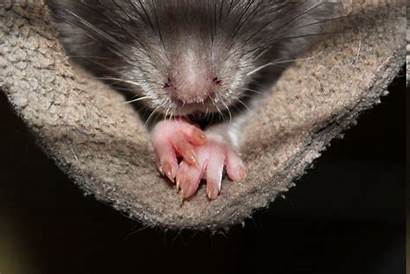 Pet Rats Nature Desktop Wallpapers Animals Backgrounds