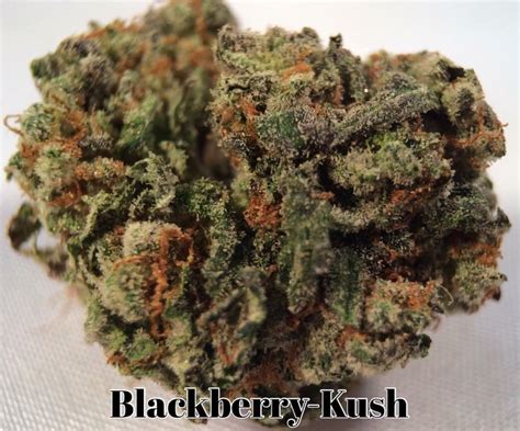 Blackberry Kush Strain Information And Reviews Wheres Weed