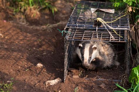 The Number Of Badgers Removed From Somerset In Latest Highest Kill